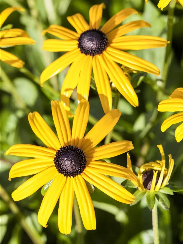 Rudbeckia Fulgida Sullivantii Goldsturm Leuchtender Sonnenhut