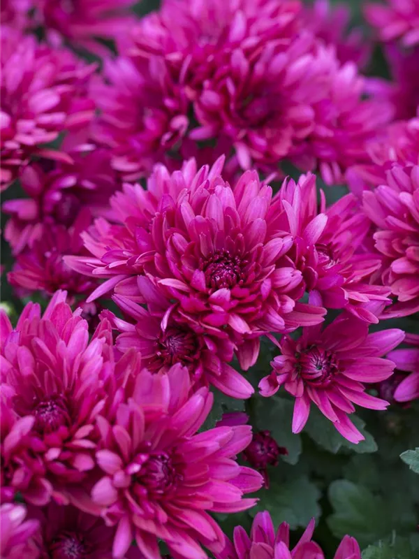 Chrysanthemum X Hort Anastasia Winteraster Baumschule