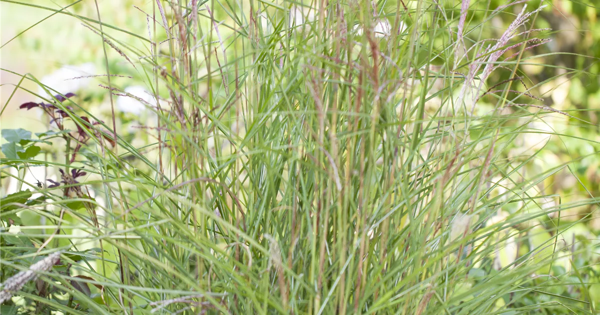 Miscanthus Sinensis Kleine Font Ne Chinaschilf Baumschule