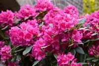Rhododendron Hybr.'Dr. H. C. Dresselhuys' II