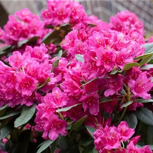 Rhododendron Hybr.'Dr. H. C. Dresselhuys' II