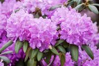 Rhododendron Hybr.'Roseum Elegans' I