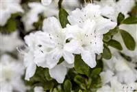 Rhododendron obt.'Diamant Weiß' -R- III