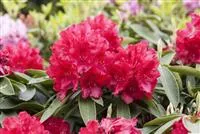Rhododendron Hybr.'Lagerfeuer' III