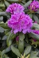 Rhododendron Hybr.'Lee's Dark Purple' II