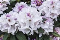 Rhododendron Hybr.'Bismarck' II