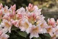 Rhododendron Hybr.'Gloria' III