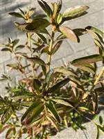 Rhododendron obt.'John Cairns' I