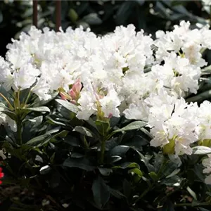 Rhododendron Hybr.'Cunningham's White' I