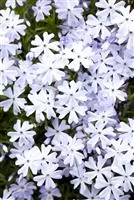 Phlox subulata 'Emerald Cushion Blue'