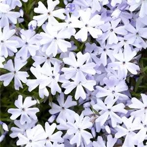 Phlox subulata 'Emerald Cushion Blue'