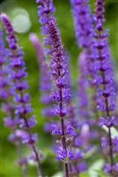 Salvia nemorosa 'Caradonna'