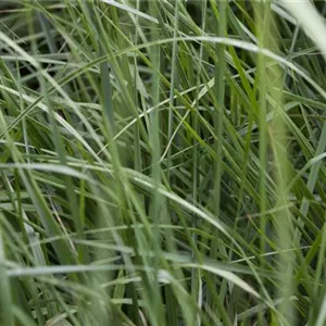 Miscanthus sinensis 'Graziella'