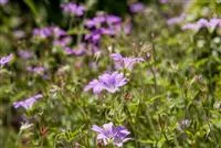 Geranium macrorrhizum 'Ingwersen'