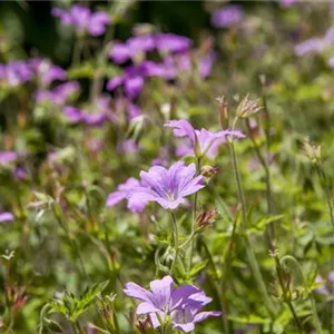 Geranium macrorrhizum 'Ingwersen'