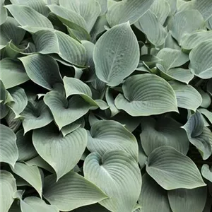 Hosta tokudama 'Blue Cadet'