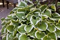 Hosta sieboldiana 'Wide Brim'