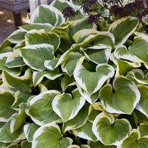 Hosta sieboldiana 'Wide Brim'