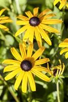 Rudbeckia fulgida sullivantii 'Goldsturm'