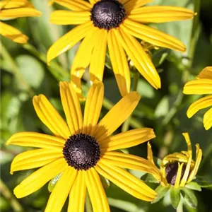 Rudbeckia fulgida sullivantii 'Goldsturm'