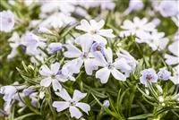 Phlox subulata 'White Delight'