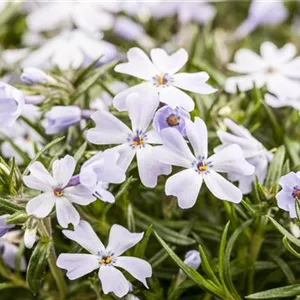 Phlox subulata 'White Delight'