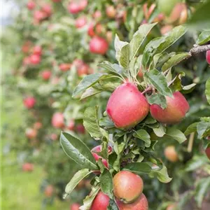 Malus 'Retina' -S- CAC