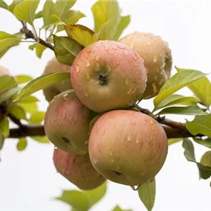 Malus 'Goldparmäne' CAC