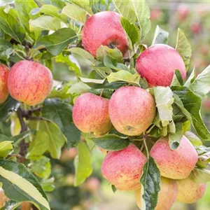 Malus 'Gravensteiner' CAC