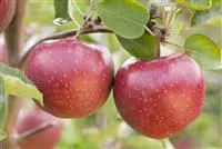 Malus 'Jonagold' CAC