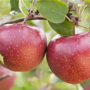 Malus 'Jonagold' CAC