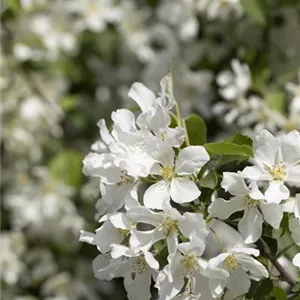 Malus 'Street Parade'