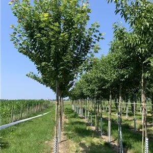 Acer freemanii 'Autumn Blaze'