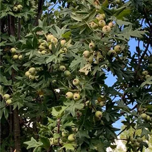 Malus trilobata