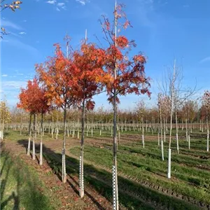 Sorbus 'Dodong'