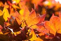 Acer palmatum 'Fireglow'