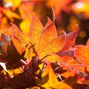 Acer palmatum 'Fireglow'