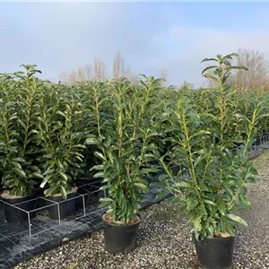 Prunus lauroc.'Genolia' -R-