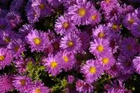 Aster dumosus 'Kassel'