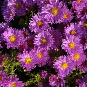 Aster dumosus 'Kassel'