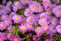 Aster alpinus 'Happy End'