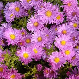 Aster alpinus 'Happy End'