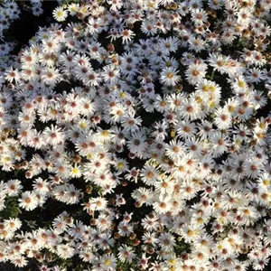 Aster dumosus 'Kristina'