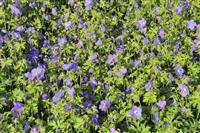 Geranium himalayense 'Gravetye'