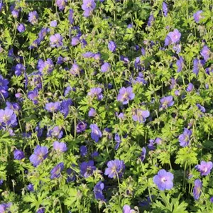 Geranium himalayense 'Gravetye'