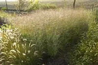 Panicum virgatum 'Shenandoah'