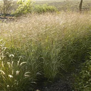 Panicum virgatum 'Shenandoah'