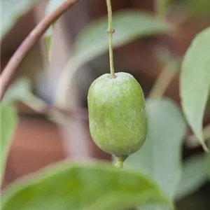 Actinidia arguta 'Issai'