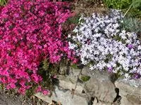 Phlox subulata 'Scarlet Flame'