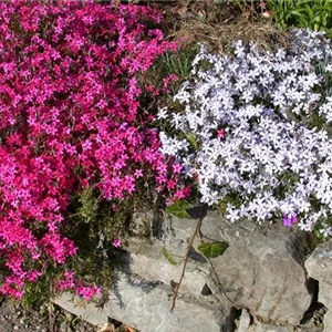 Phlox subulata 'Scarlet Flame'